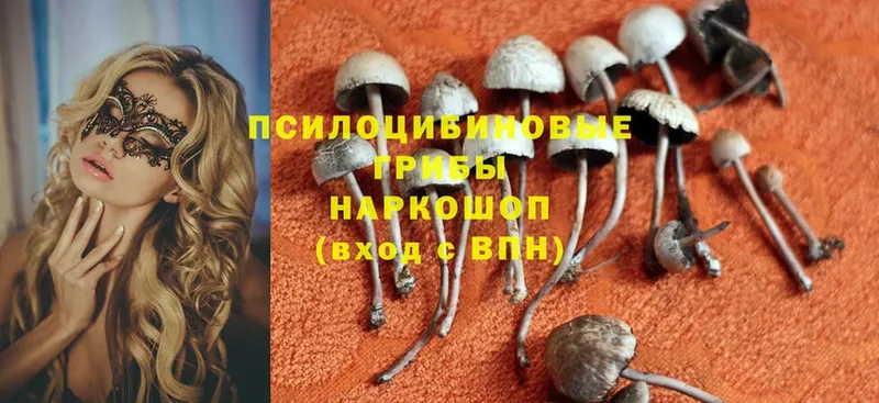 OMG зеркало  Зеленодольск  Галлюциногенные грибы Psilocybe 